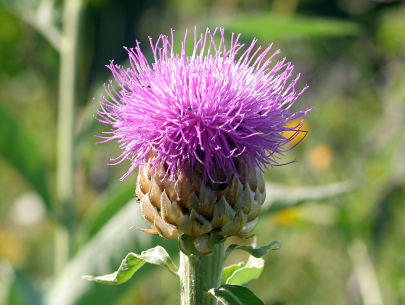 Rhaponticum bicknellii / Fiordaliso di Bicknell